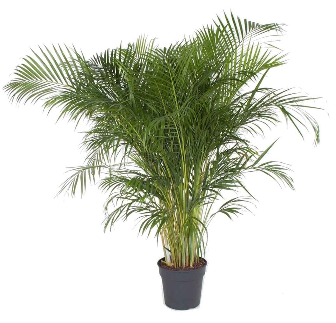 Areca Palm Holland
