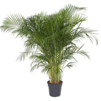 Areca Palm Holland