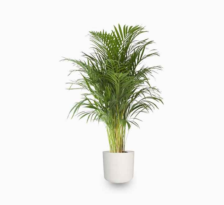 Areca Palm Holland