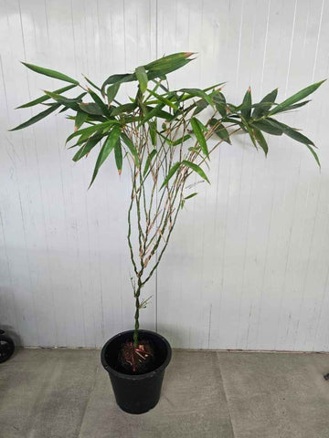 Bamboo