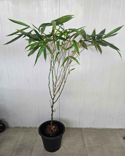 Bamboo Plant