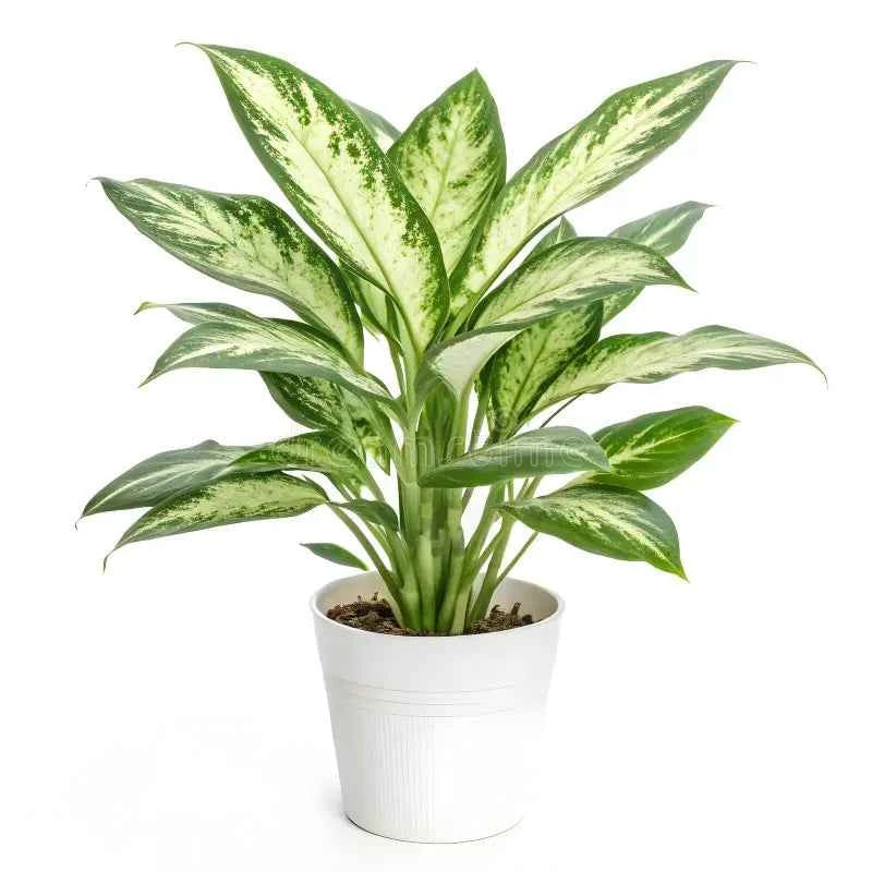 Aglaonema