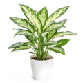 Aglaonema