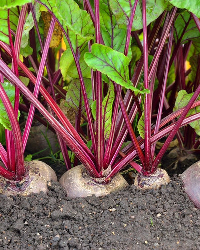 Beetroot