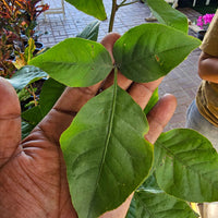 Bilva pathra - Bael