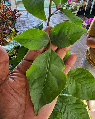 Bilva pathra - Bael