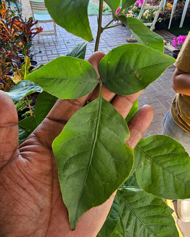 9 Devotional Plants Combo – Navaratri