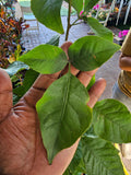 9 Devotional Plants Combo – Navaratri