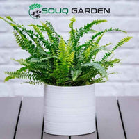 Boston Fern
