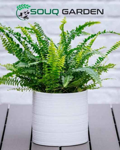 Boston Fern
