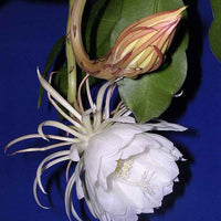 Bramha kamala