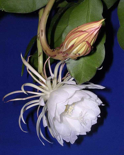 Bramha kamala