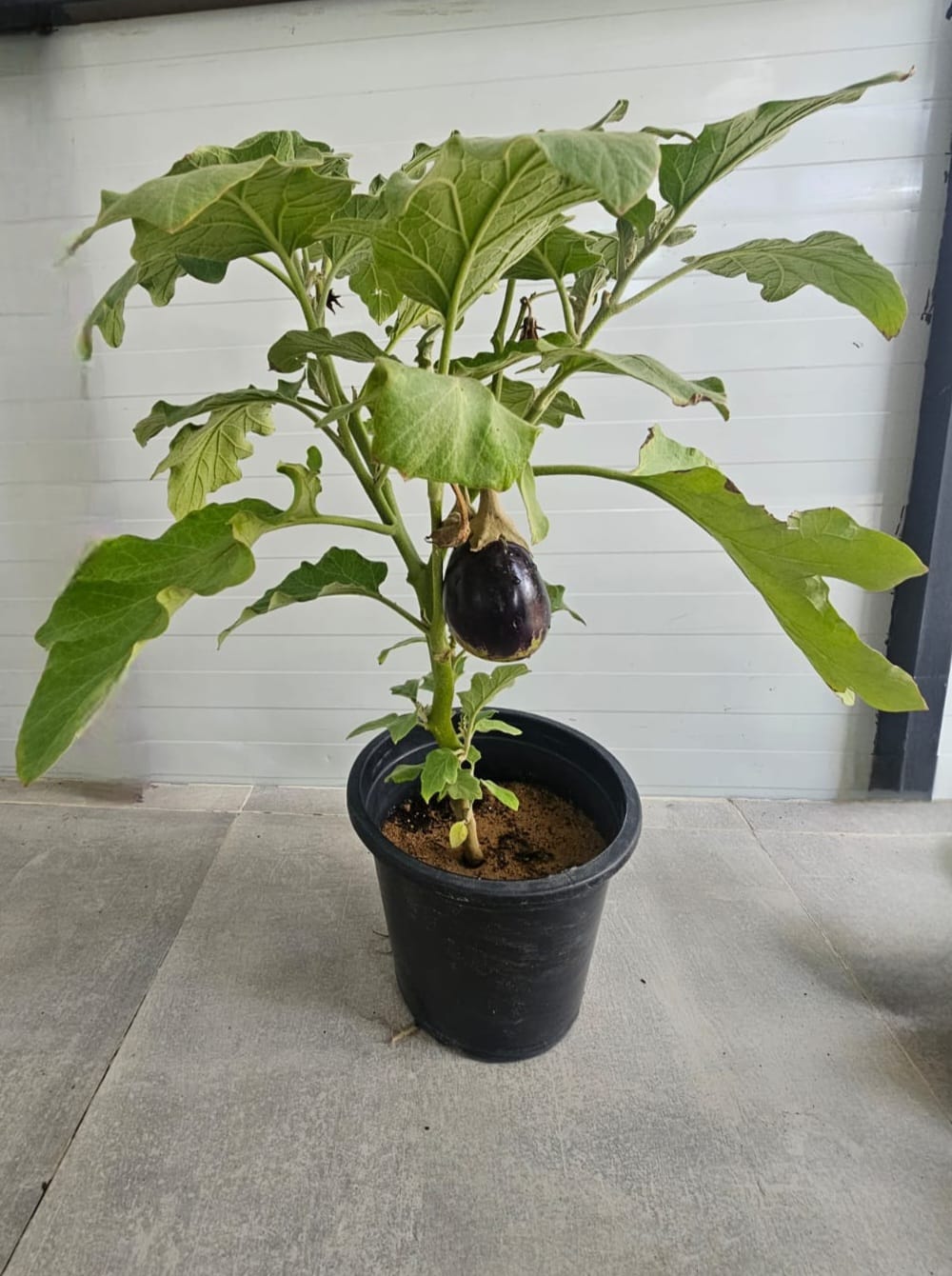 Brinjal –  Eggplant