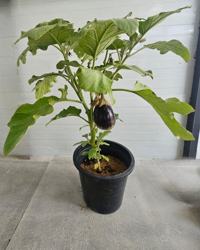 Brinjal –  Eggplant