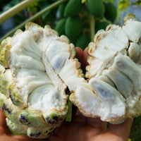 Custard Apple Tree