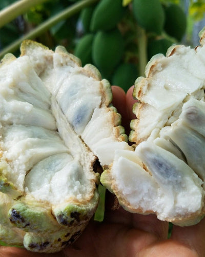 Custard Apple Tree