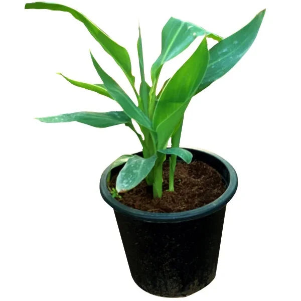 Canna Lilly – Canna Indica