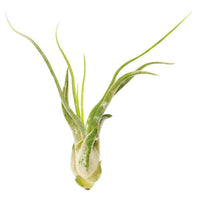 Air Plant Tillandsia Caput Focus