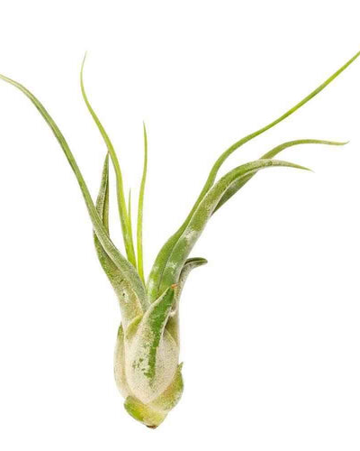 Air Plant Tillandsia Caput
