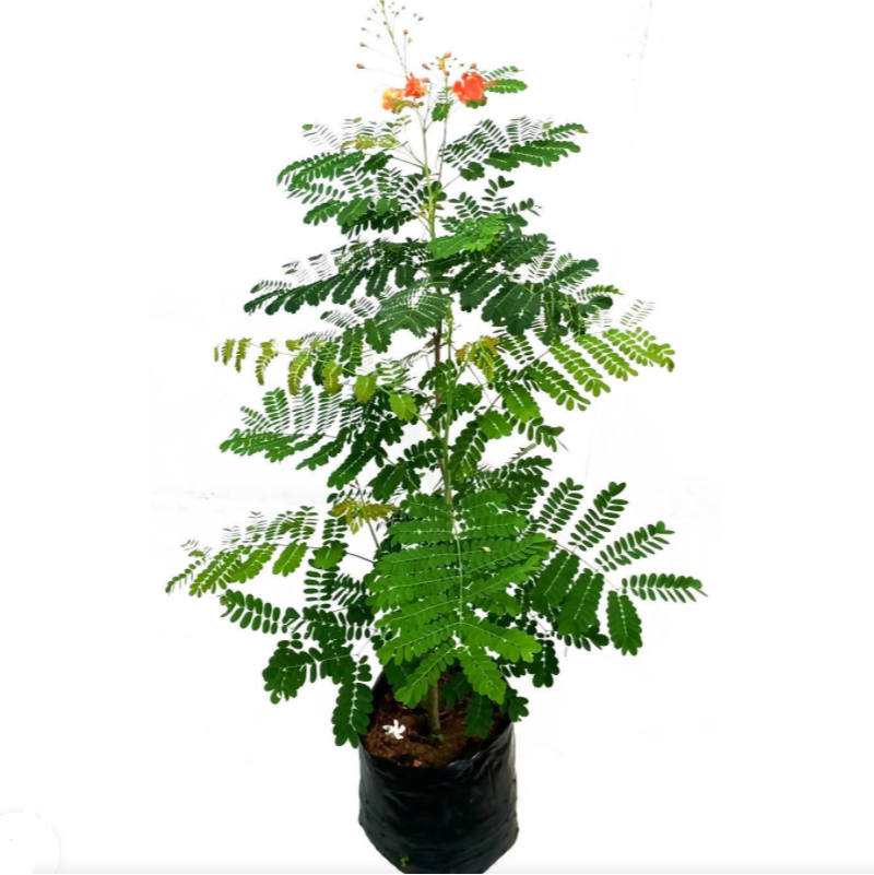 Caesalpinia – Peacock Flower