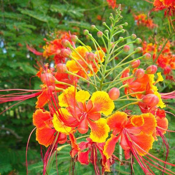 Caesalpinia – Peacock Flower
