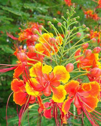 Caesalpinia – Peacock Flower