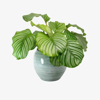 Calathea Orbifolia