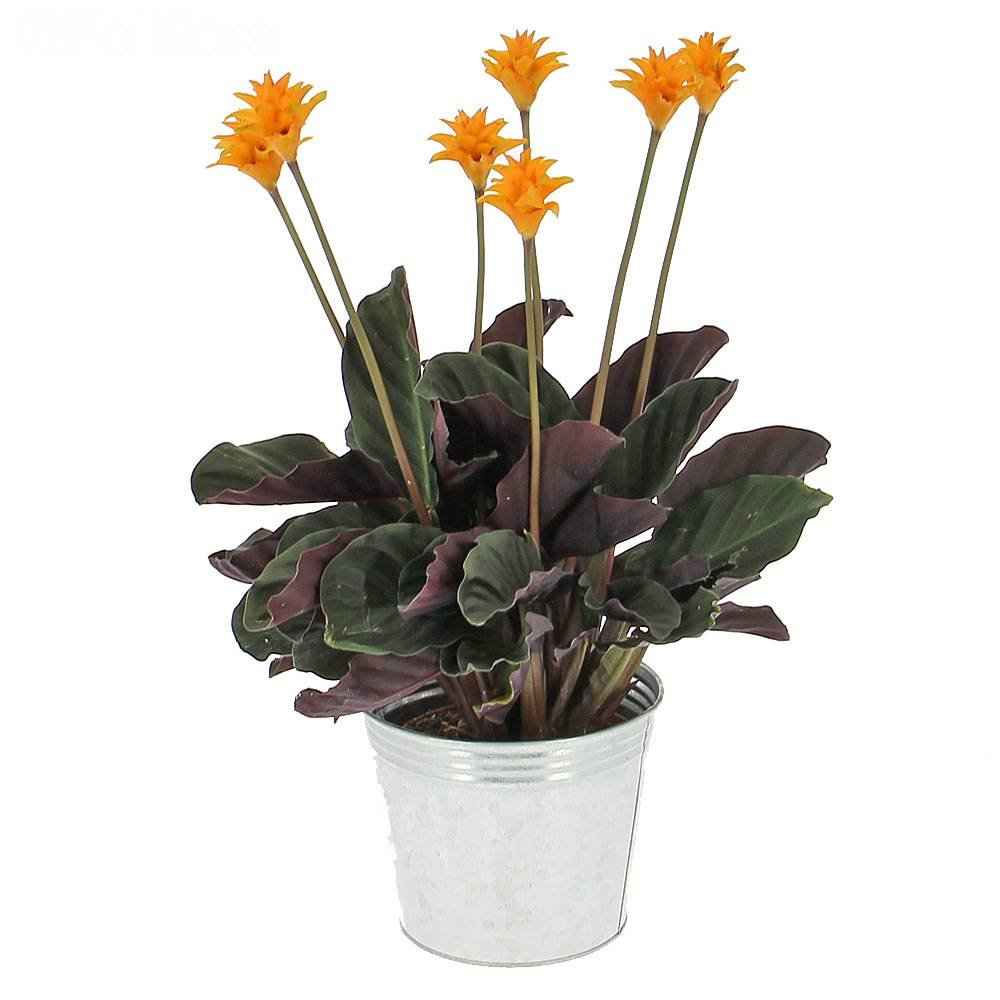 Calathea Crocata – 30 to 40cm