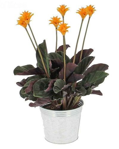 Calathea Crocata