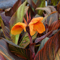 Canna Lilly – Canna Indica