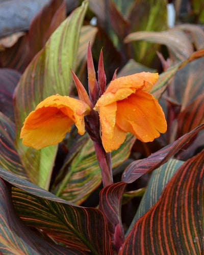 Canna Lilly – Canna Indica