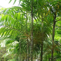 Carpentaria Palm
