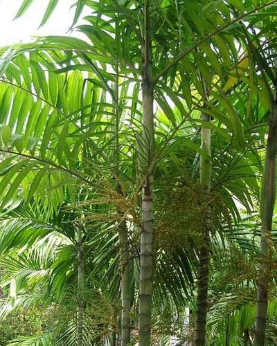 Carpentaria Palm