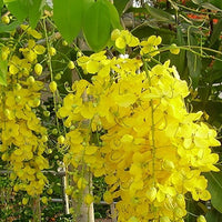 Golden Shower Tree – Cassia Fistula