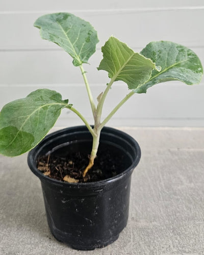 Cauliflower