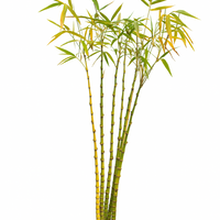 Bamboo Plant