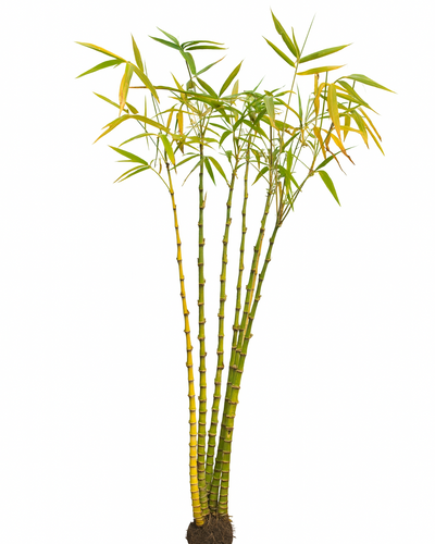 Bamboo