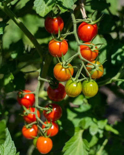 Cherry Tomato Plants