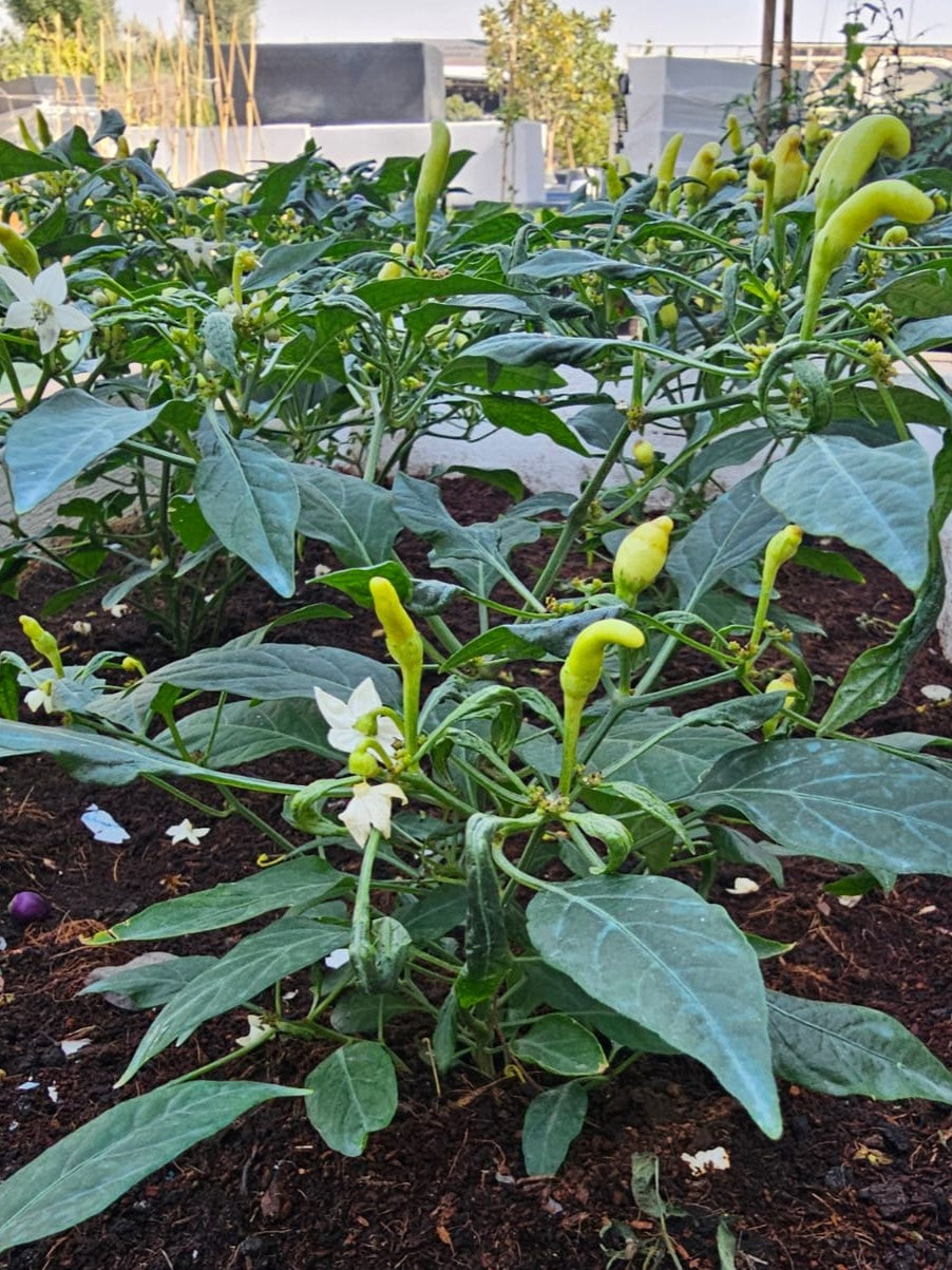 Chillis dwarf variety