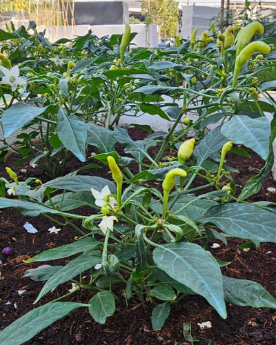 Chillis dwarf variety