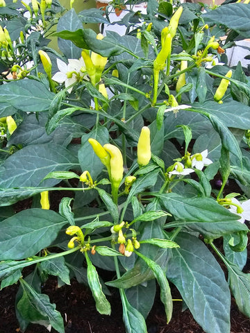 Chillis dwarf variety