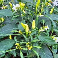 Chillis dwarf variety