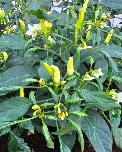 Chillis dwarf variety
