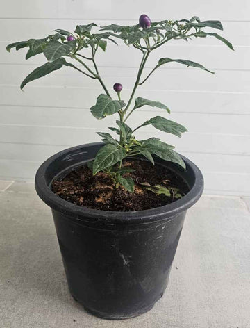 Chilli - Purple