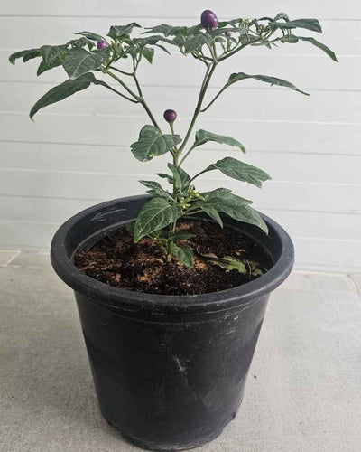 Chilli - Purple