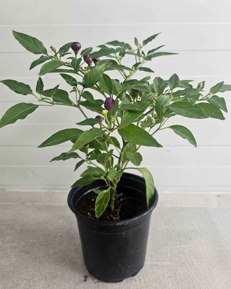 Chilli - Purple