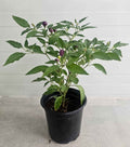 Chilli - Purple