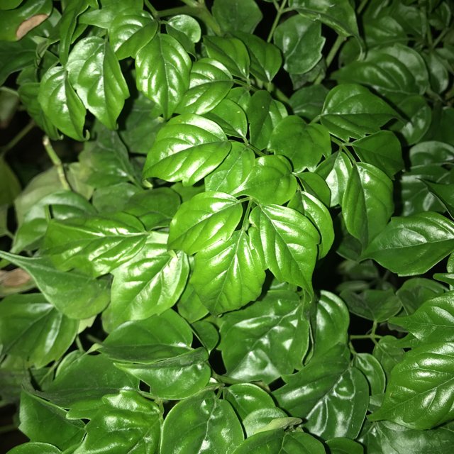 China Doll – Radermachera Sinica