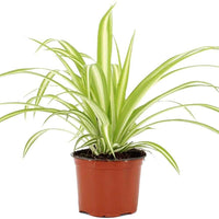 Spider Plant Vittatum