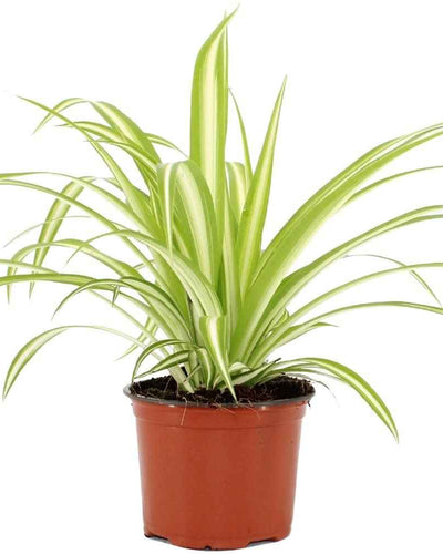 Spider Plant Vittatum